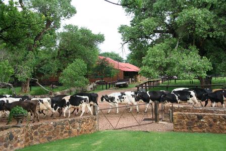 Irene Country Lodge, Hotel Conference Centre Restaurants Day Spa in Centurion, Pretoria. Dairy Farm